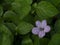 Close up Bell weed (Ruellia prostrata) plant