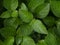 Close up Bell weed (Ruellia prostrata) plant