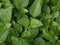 Close up Bell weed (Ruellia prostrata) plant