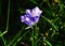 Close up of bellflowers in the forest. Detail photo of Campanula, blossoming bellflower in morning sun rays