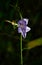 Close up of bellflowers in the forest. Detail photo of Campanula, blossoming bellflower in morning sun rays