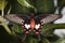 Close up belly of common Rose Butterfly Pachliopta aristolochi