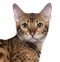 Close-up of Bengal cat, 7 months old