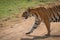 Close-up of Bengal tiger crossing dirt track