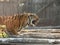 Close up Bengal Tiger Eating Raw Meat Isolated on Background