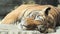 Close up of Bengal tiger sleeping, enjoying sun light on rock, looking at camera with yellow round eyes.