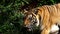 Close up of bengal tiger walking in forest