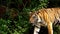 Close up of bengal tiger walking in forest