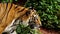 Close up of bengal tiger walking in forest