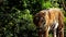 Close up of bengal tiger walking in forest