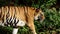 Close up of bengal tiger walking in forest