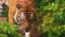 Close up of bengal tiger walking in forest