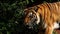 Close up of bengal tiger walking in forest