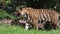 Close up of bengal tiger walking in the forest