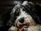 Close-up of a bernedoodle puppy eating on a stick with teeth visible