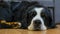 Close up The Bernese mountain dog lies on the floor sad, sick, bored and looks up at the owner