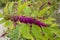 Close-up of berries of American beautyberry (Callicarpa americana)