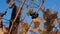 Close-up of berries of blue dried grapes on a vine in autumn in a vineyard.