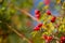 A close up of the berries of hawthorn on branch