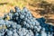 Close up of berries and leaves of grape-vine. Single bunch of ripe red wine grapes hanging on a vine on green leaves background.