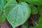 Close up of betel leaf