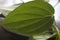 close-up of betel leaf on a black background