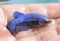 Close Up Betta Blue Halfmoon Plakat HMPK Female or Plakat Fighting Fish Splendens