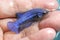 Close Up Betta Blue Halfmoon Plakat HMPK Female or Plakat Fighting Fish Splendens