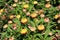 Close up of bi-colored Strawflowers