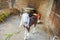 Close up of a bicolor goat, brown body and white head, inside of a building in Jaipur, india