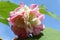 Close-up of a bicolor Hibiscus mutabilis flower