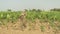 Close-up on bicycle standing on the side of a tobacco field with a cloth hanging over it while farmer harvesting tobacco leaves 