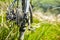 Close-up of the bicycle wheel in the summer green grass in the field.