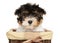 Close-up of a Biewer Terrier puppy in basket