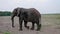 Close Up Of A Big African Elephant Walking On The Ground In The Savannah