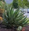 Close up of big Aloe vera or true aloe on stones background