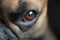 Close up of big amber eye of a brown French Bulldog dog