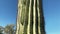 Close-up of a Big beautiful Saguaro cactus