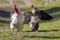 Close-up of big beautiful white well fed rooster proudly guarding flock of hens feeding in green grass on bright sunny day on blu