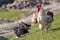 Close-up of big beautiful white well fed rooster proudly guarding flock of hens feeding in green grass on bright sunny day on blu