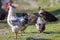 Close-up of big beautiful white well fed rooster proudly guarding flock of hens feeding in green grass on bright sunny day on blu