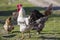 Close-up of big beautiful white well fed rooster proudly guarding flock of hens feeding in green grass on bright sunny day on blu