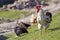 Close-up of big beautiful white well fed rooster proudly guarding flock of hens feeding in green grass on bright sunny day on blu