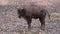 Close up of big bison