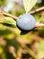 Close up of big blue sloe berry wild branch prunus spinosa