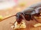 Close up  of a Big Brown Cockroach eating crumbs