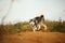 Close up big brown white purebred majestic Alaskan Alaska Malamute dog walking on the empty field in summer park