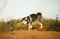 Close up big brown white purebred majestic Alaskan Alaska Malamute dog walking on the empty field in summer park