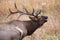 Close-up of big bull elk