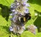 Close up of big bumblebee drinking nectar from blue flower blossoms